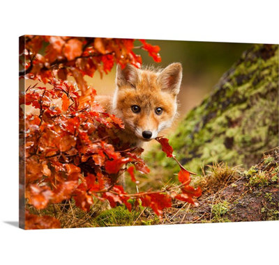 Straub Fox by Robert Adamec - Photograph Print