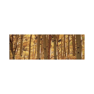 Aspen Trees In A Forest, Rock Creek Lake, California, USA - Wrapped Canvas Panoramic Print