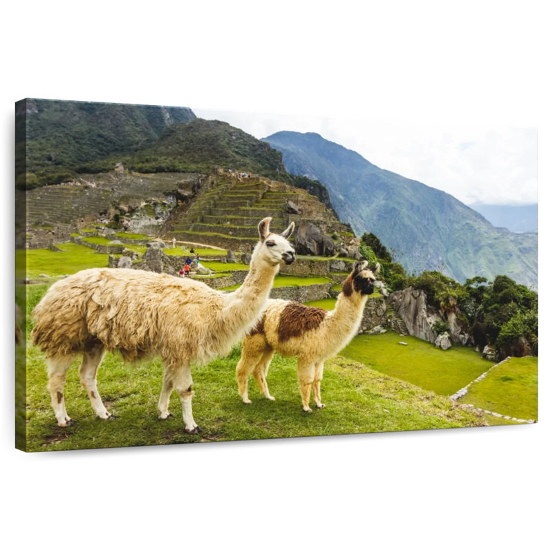 Lamas du Machu Picchu, H 20 po x l 30 po