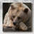 " Bear Toughts "-1681382028