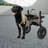 Pet Wheels Dog Wheelchair