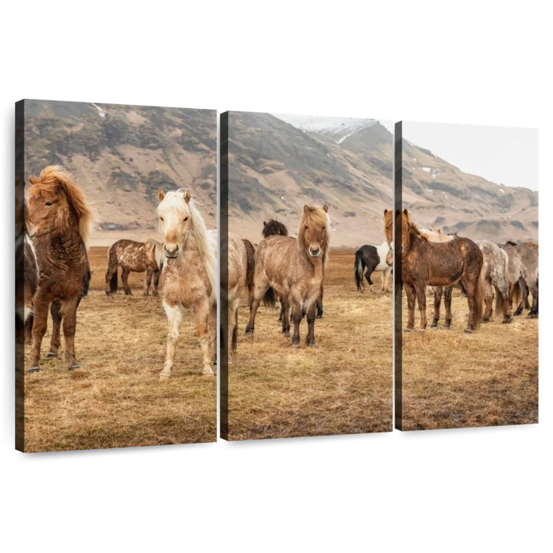 Brampt, chevaux islandais dans la campagne, H 48 po x l 74 po