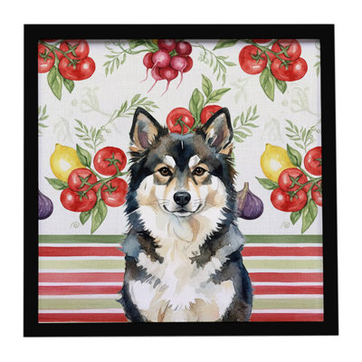 Finnish Lapphund Légumes, impression sur métal encadrée