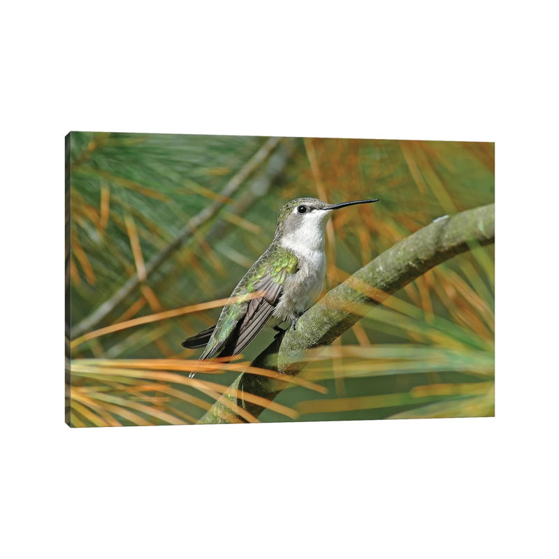 Female Ruby Throated Hummingbird by Brian Wolf - Wrapped Canvas Print, 20.32 cm H x 30.48 cm W
