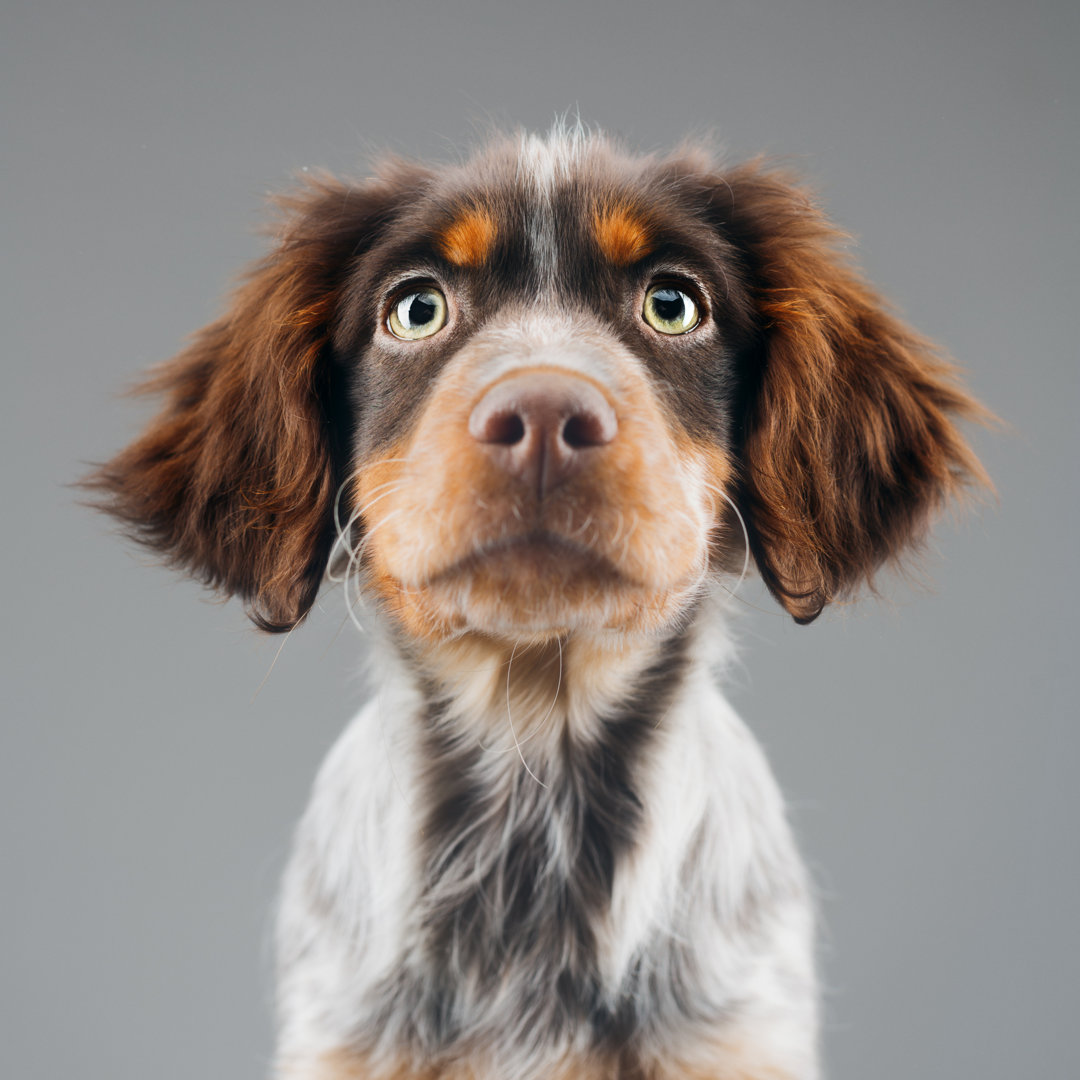 Niedliches Porträt des kleinen bretonischen Hundes Epagneul