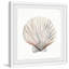 Aditi Classic Shell, reproduction encadrée-1062478609