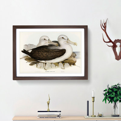 Two Albatross Birds by Elizabeth Gould - Framed Print