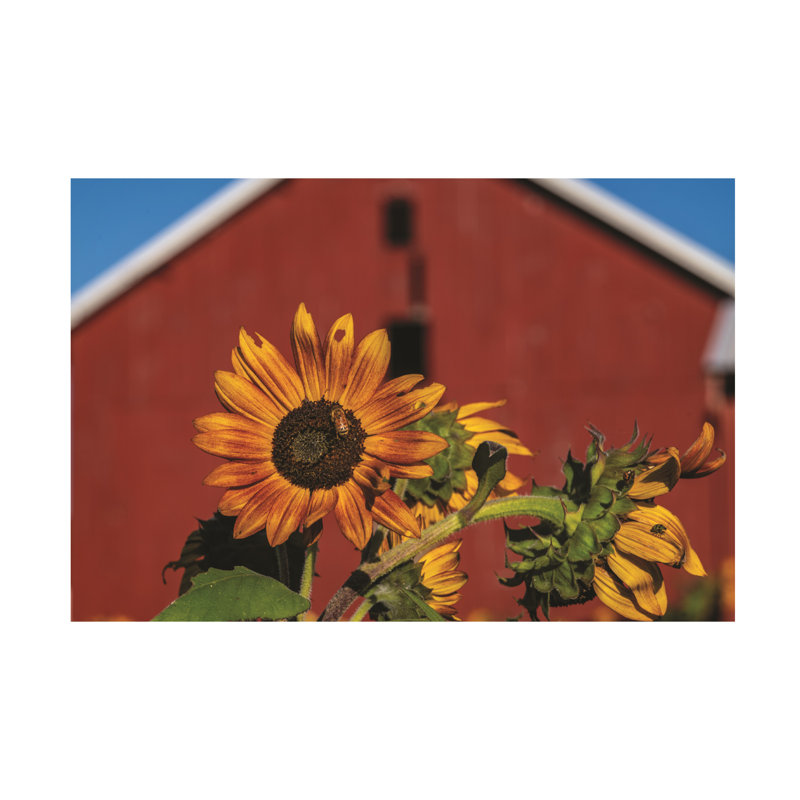 Art mural sur toile tendue - Kurt Shaffer «Sunflower on an vieille grange» pour décoration de salon, de chambre à coucher ou de bureau - 16 x 24
