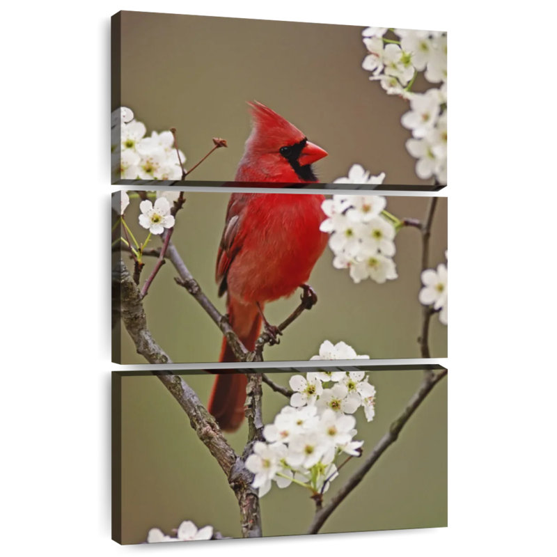 Brampt cardinal du nord et fleurs de poire, H 32 po x l 20 po
