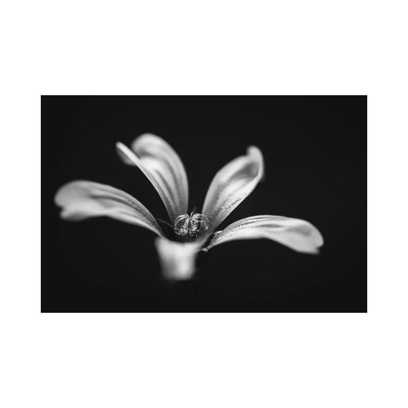 Monochrome Beautiful Flower Dark Graphite Background by Nik Rave - Wrapped Canvas Gallery-Wrapped Canvas Giclée