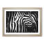 Stripes of the Zebras - Picture Frame Graphic Art-56706252-56706254