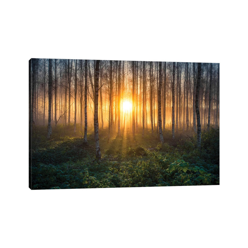 Birches I by Lauri Lohi - Wrapped Canvas Print, 66.04 cm H x 45.72 cm W x 3.175 cm D