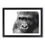 Gorilla with Brown Eyes - Picture Frame Graphic Art Print-56713301-56713300
