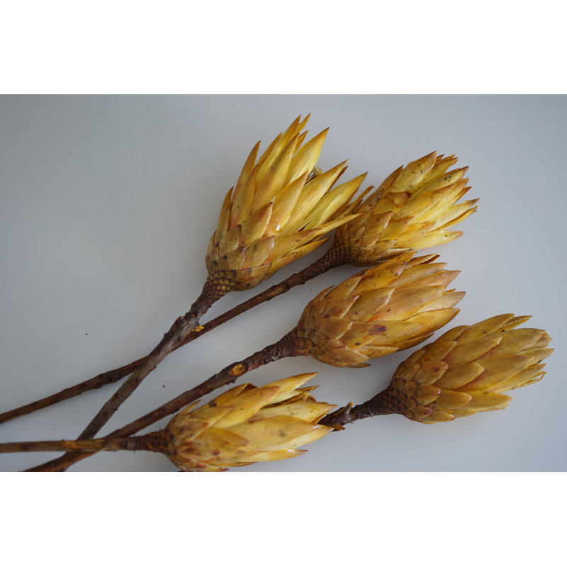 Protea Arrangement, Yellow