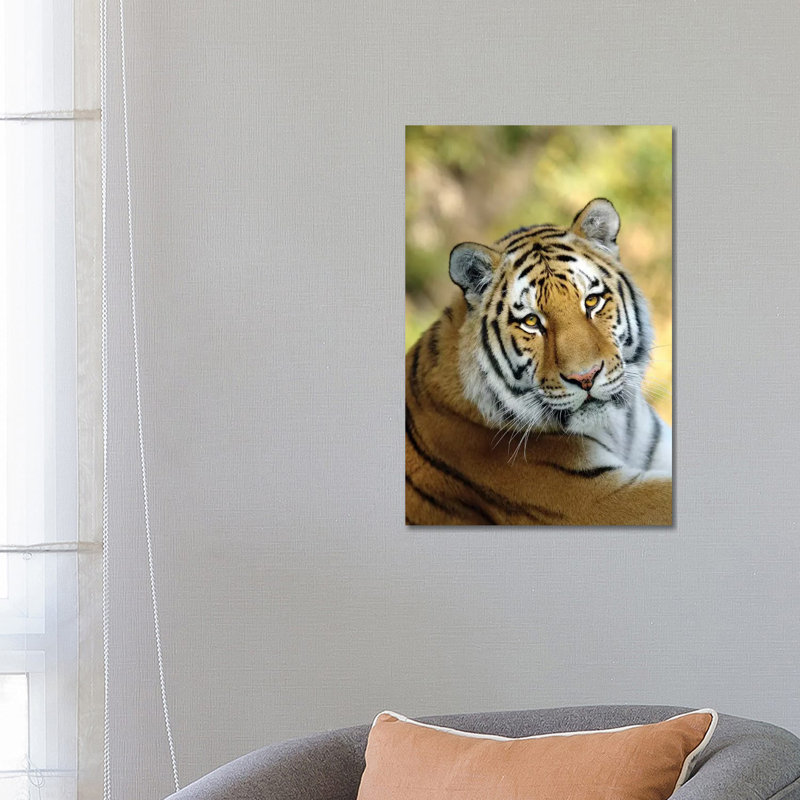 Tiger XII by Goran Anastasovski - Wrapped Canvas Print, 66.04 cm H x 45.72 cm W x 3.175 cm D