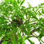 Anastassios 45cm Faux Bonsai Tree in Pot