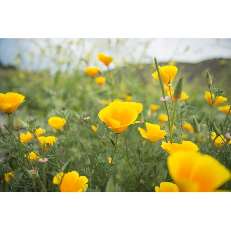 Poppies - Wrapped Canvas Print, 81cm H x 122cm W x 3.8cm D