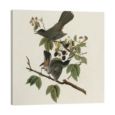 Toile tendue avec châssis d'oiseaux chat