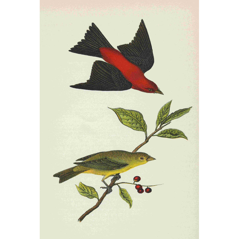 Scarlet Tanager Bright - reproduction sur toile tendue, H 12 po x l 8 po