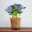 Mingenew Pot Planter