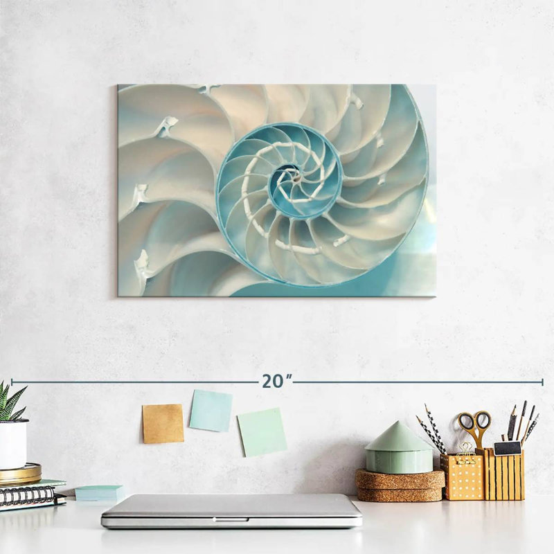 À l'intérieur d'une coquille Nautilus, H 8 po x l 12 po