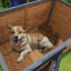 Niche pour chien en bois massif à grand espace, toit, surface imperméable 45 po