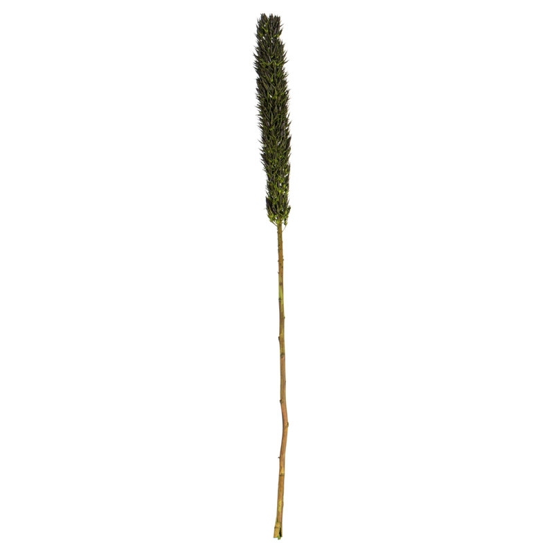 42'' Plant