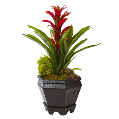 Arrangements floraux de broméliacées en pot