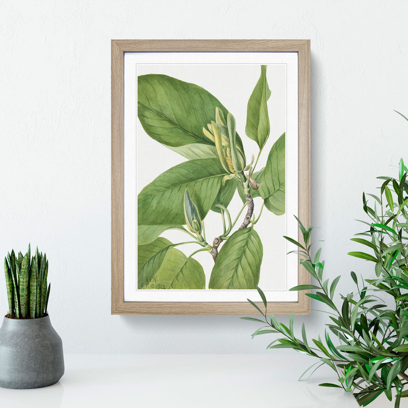 Cucumbertree by Mary Vaux Walcott - Picture Frame Graphic Art, 65cm H x 48cm W x 2cm D, Oak Framed