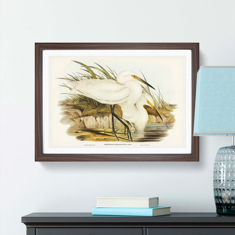 Spotless Egrets by Elizabeth Gould - Picture Frame Painting Print, Walnut Framed, 48cm H x 65cm W x 2cm D