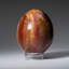 Petrified Wood Egg-124930765-124930763