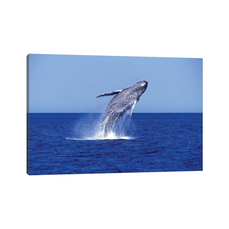 Humpback Whale Breaching In The Lower Gulf Of California, Mexico - Wrapped Canvas Print, 20.32 cm H x 30.48 cm W