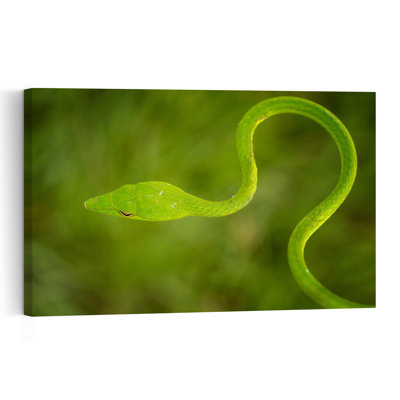 Vibrant Vine Snake Vibrant Abstract Snake Forest Nature Wall Art Print by Hendy Mp - Print