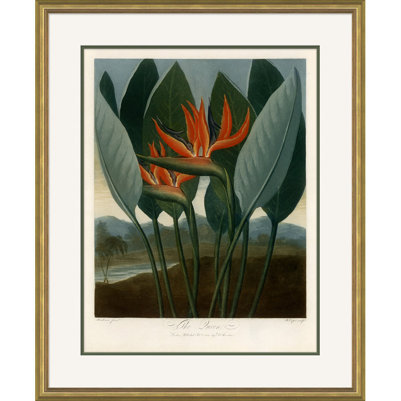 Botanicals 6 Giclee Print by Robert John Thornton
