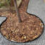 5 cm H x 1000 cm W Border Fencing-126099234