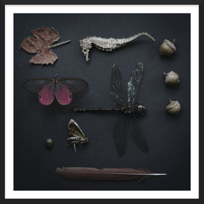 Plum Wings Print by Trunk Archive