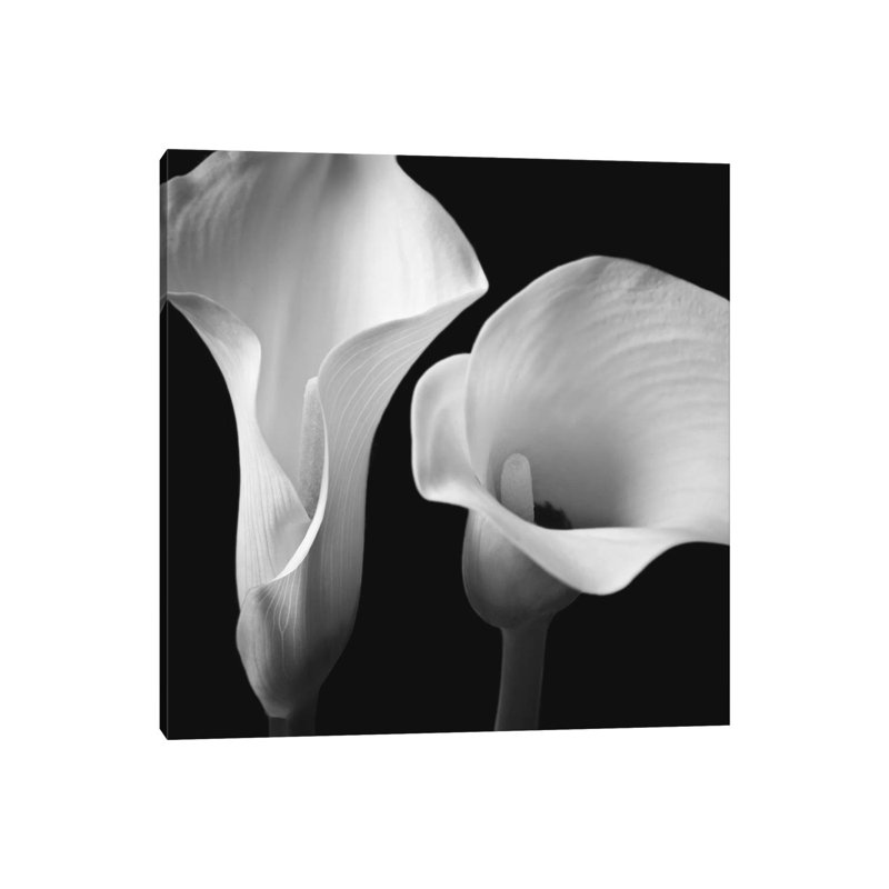 Softness II by Assaf Frank - Wrapped Canvas Print, 45.72 cm H x 45.72 cm W x 3.175 cm D