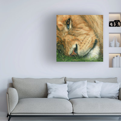 «David Stribble Lion Sleep», art sur toile