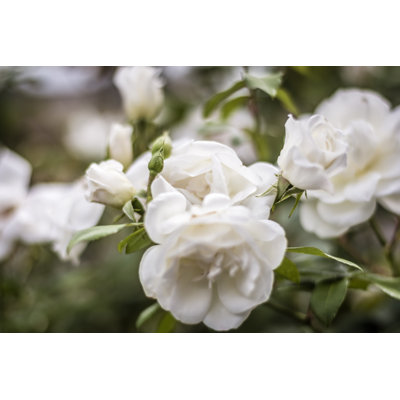 White Rose by MagicColors - Wrapped Canvas Print