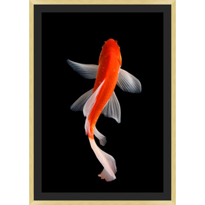 Koi 2