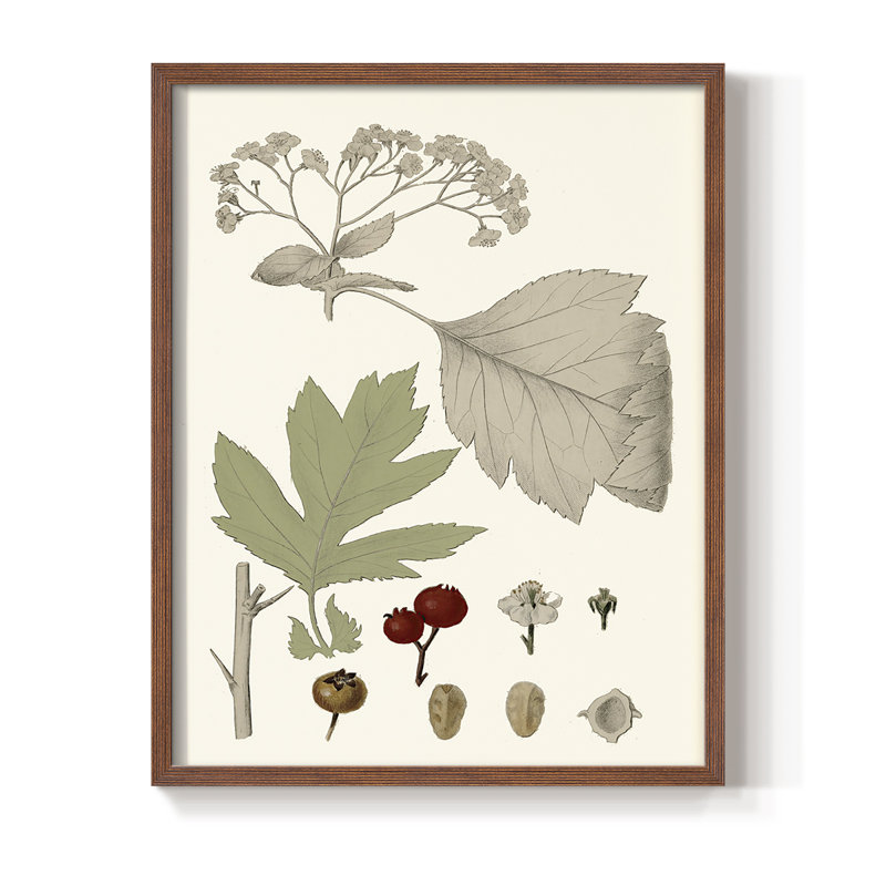 Leaves & Berries II Framed Print - Solid Wood, Walnut, 30" H x 24" W