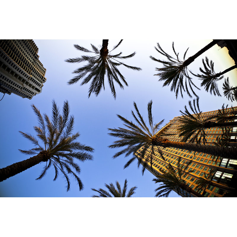 Palmiers à San Diego par Moreiso, H 8 po x l 12 po
