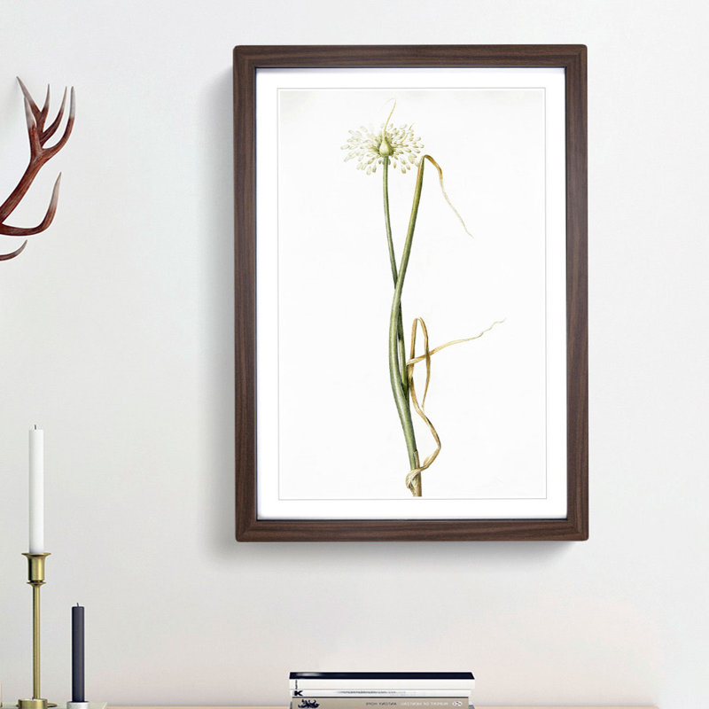 Wild Onion Flowers by Pierre-Joseph Redoute - Framed Print, 65cm H x 48cm W x 2cm D, Walnut Framed
