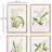 Orchid Assortment Study Prints