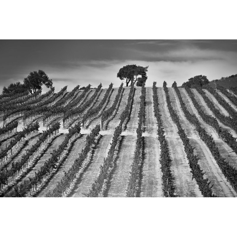 Wine Row - Photographie sur toile tendue, H 8 po x l 12 po