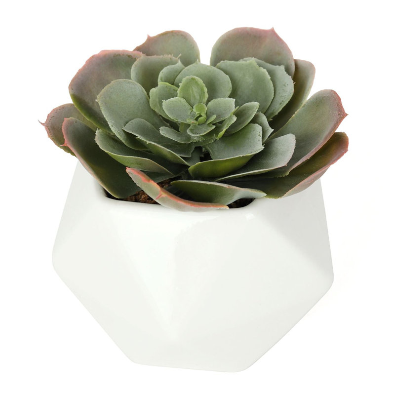 2,75 "succulent Echeveria (Cassyz Winter) en pot