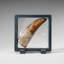 Genuine Natural Carcharodontosaurus Dinosaur Tooth In Display Box