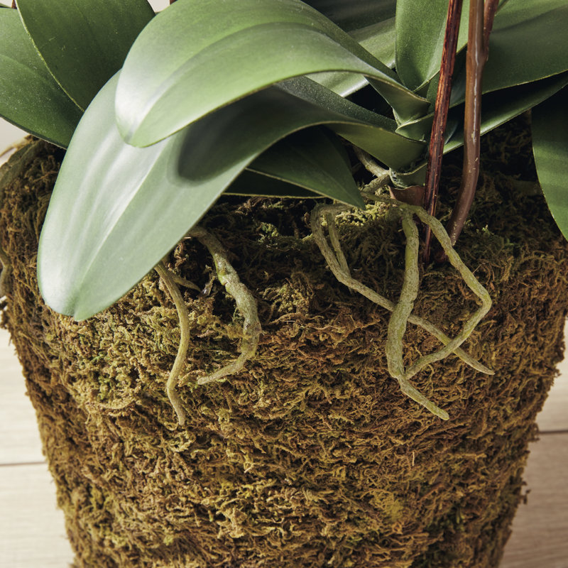 Conservatory Orchid Drop in Plant, White