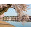 Cherry Blossoms Over MLK Monument Print by Steven Heap-65859001-65793850