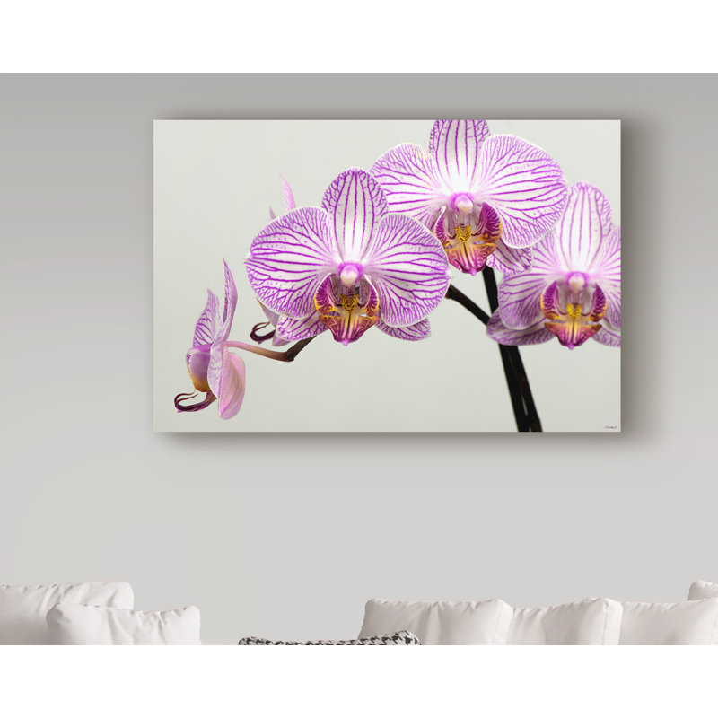 «Orchid Group» par Ailbe, impression sur toile tendue, H 12 po x l 19 po x P 2 po